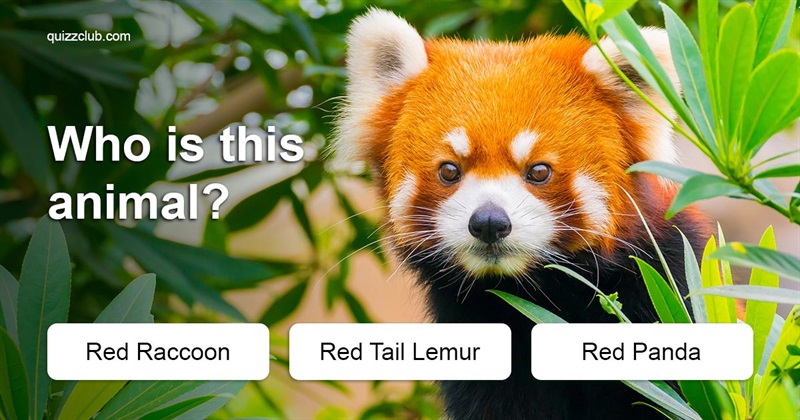 animals Quiz Test: Only 1 In 45 Adults Can Still Name All These Common Animals - Can You?