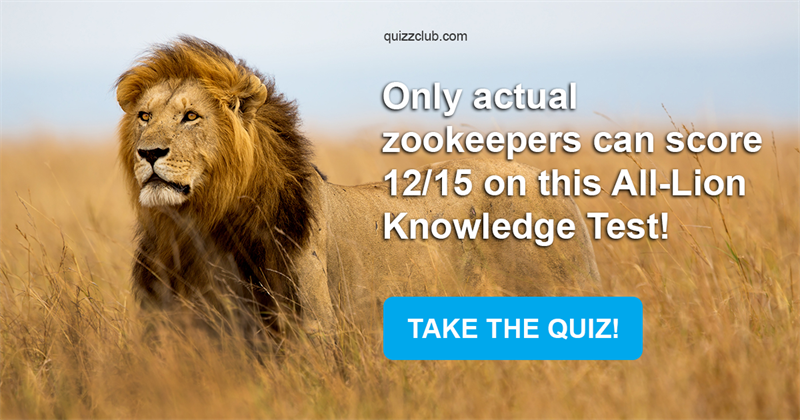 animals Quiz Test: Only Actual Zookeepers Can Score 12/15 On This All-Lion Knowledge Test!