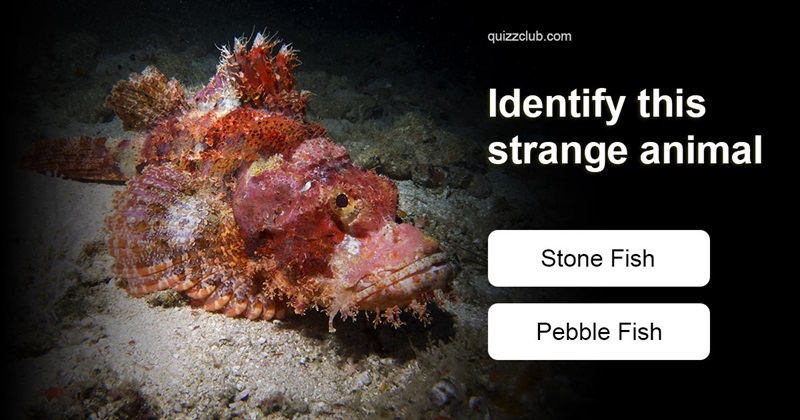 animals Quiz Test: Can you identify these strange animals?