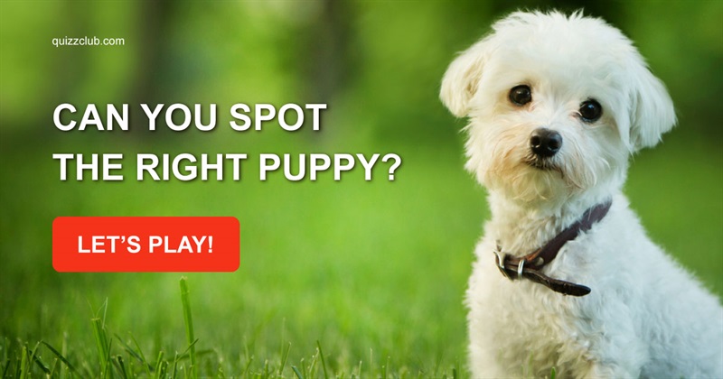animals Quiz Test: Can You Spot The Right Puppy?