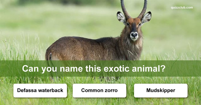 animals Quiz Test: How Many Of These Exotic Animals Can You Name?