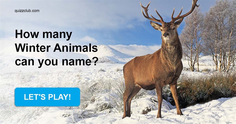 Nature Quiz Test: How Many Winter Animals Can You Name?
