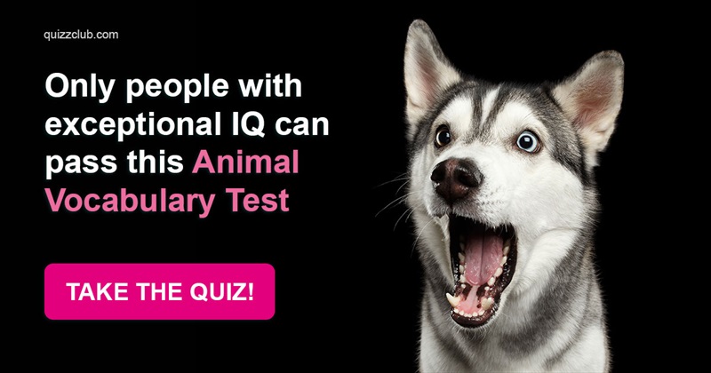 animals Quiz Test: Only People With Exceptional IQ Can Pass This Animal Vocabulary Test