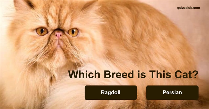 animals Quiz Test: This Test Will Prove If You Are The Ultimate Cat Expert
