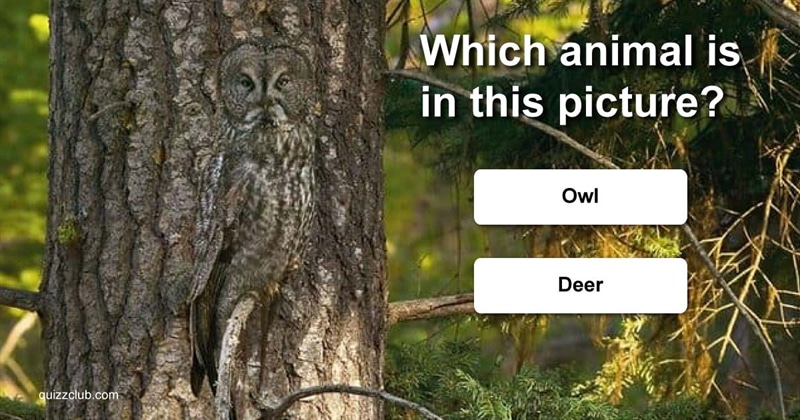 animals Quiz Test: Can You Find The Animals?