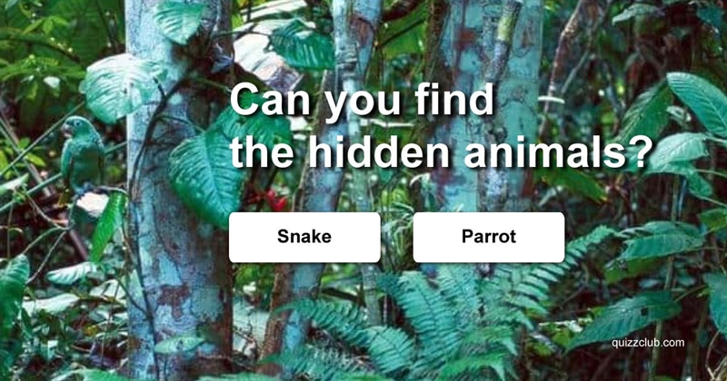 animals Quiz Test: Can you find the hidden animals?