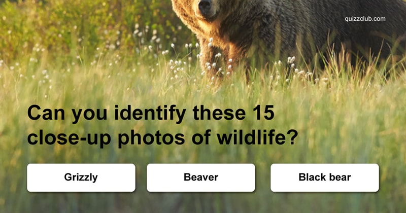 animals Quiz Test: Can You Identify These 15 Close-up Photos of Wildlife?