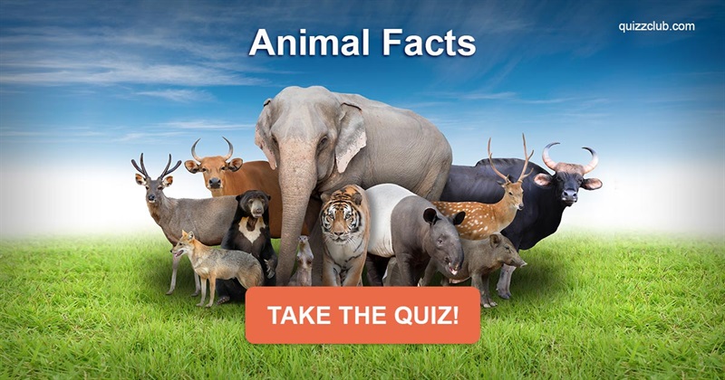 Do You Know These Animal Facts? | Trivia Quiz | QuizzClub