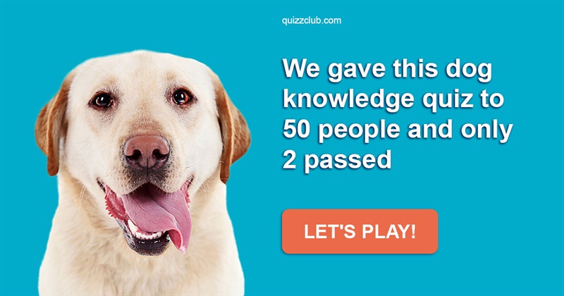 animals Quiz Test: We Gave This Dog Knowledge Quiz To 50 People And Only 2 Passed