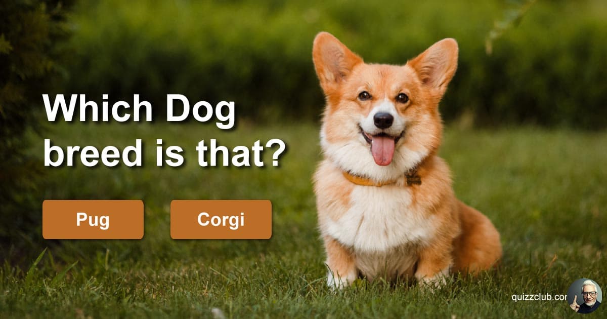 Which Dog Breed Is That Trivia Quiz QuizzClub