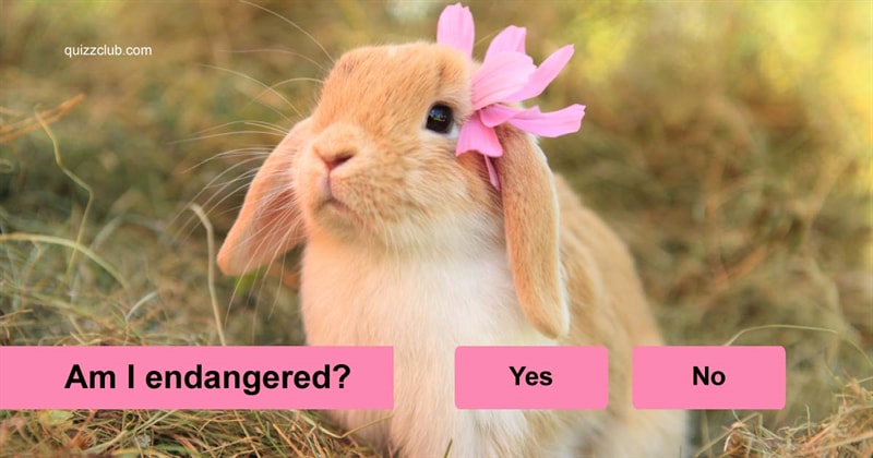 animals Quiz Test: Are These Incredibly Adorable Animals Endangered?