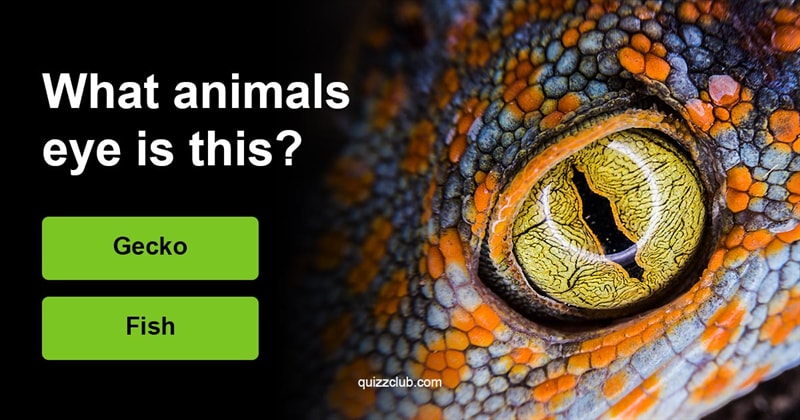 animals Quiz Test: Can You Guess The Correct Animal?