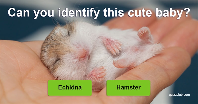 animals Quiz Test: Can You Identify 27 Of The World's Cutest Animals As Babies?