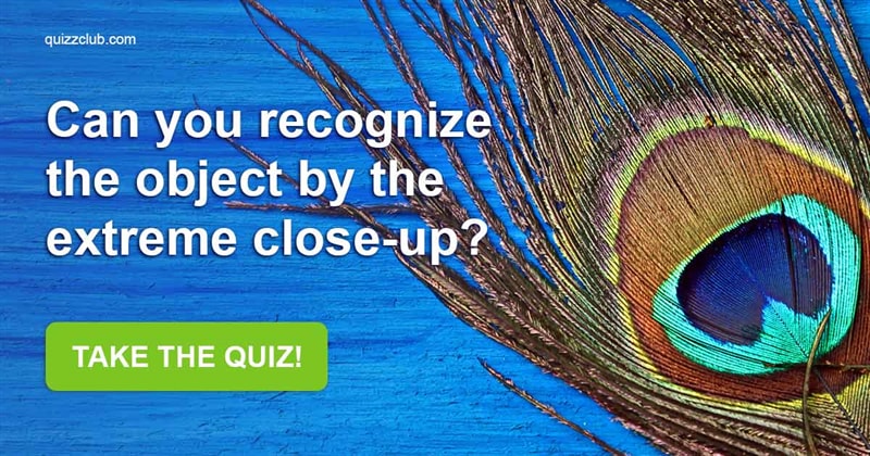 vision Quiz Test: Can You Recognize The Object By The Extreme Close-Up?