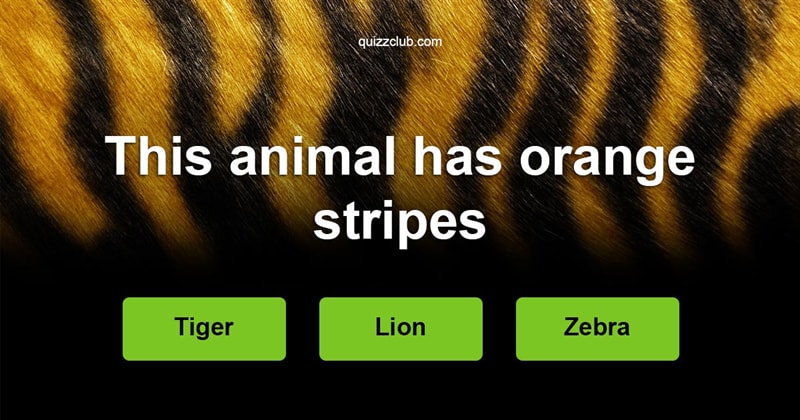 animals Quiz Test: Can you recognize the animal by one hint only?