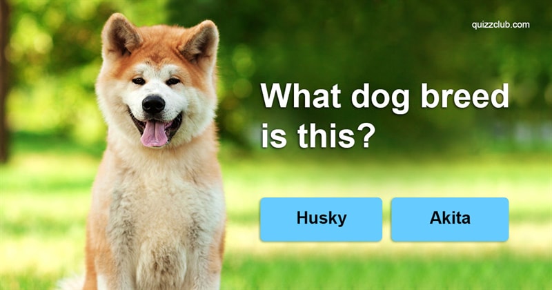 animals Quiz Test: Guess the dog breed from a single picture