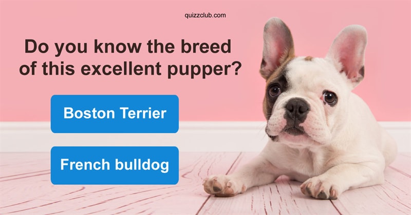 animals Quiz Test: Think You Know Puppies? Just Try Naming 10/12 Breeds!
