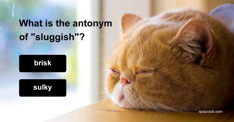 language Quiz Test: This Antonym Test Was Designed For SAT Experts