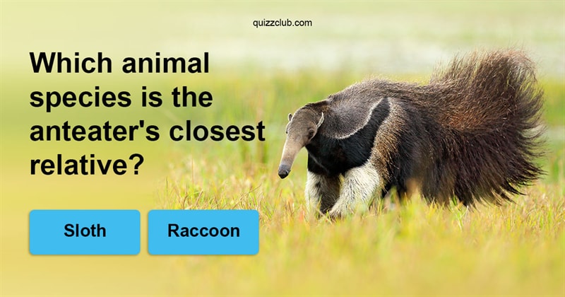 Nature Quiz Test: Can You Match The Animal With Its Closest Relative?