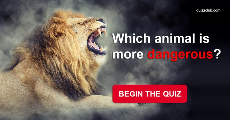 animals Quiz Test: Can You Tell Us Which Animal Is More Dangerous?