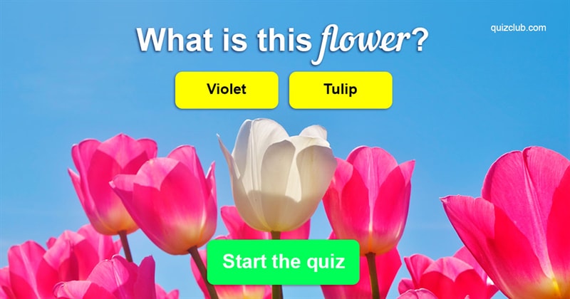 Nature Quiz Test: Nobody Can Name All These Common Flowers