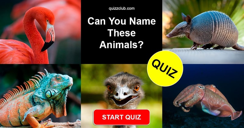 Nature Quiz Test: Can You Name These Animals?