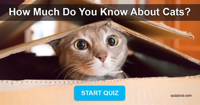 animals Quiz Test: Test Your Knowledge On Cats!