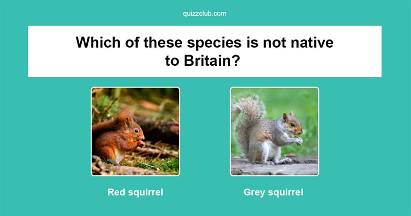 Nature Quiz Test: How well do you know Britain's wildlife?