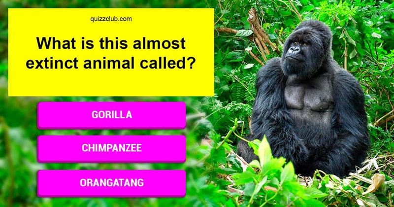 animals Quiz Test: Can You Name All These Amazing Yet Almost Extinct Animals?
