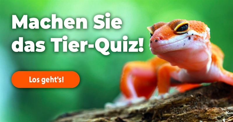 Tiere Quiz-Test: Wie heißen diese Tiere?