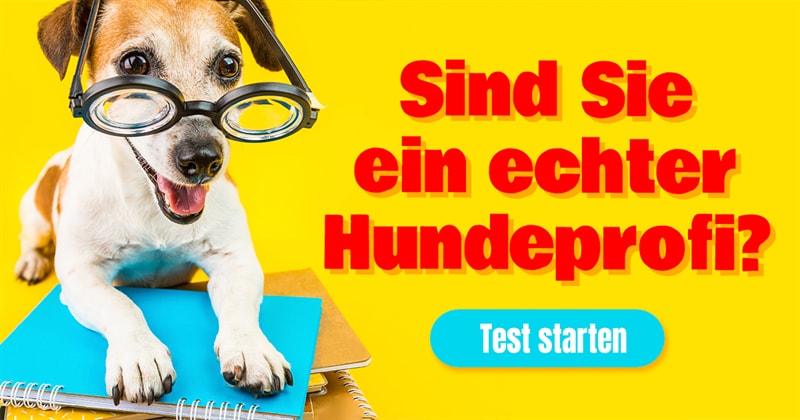 Tiere Quiz-Test: Quiz zum Tag des Hundes