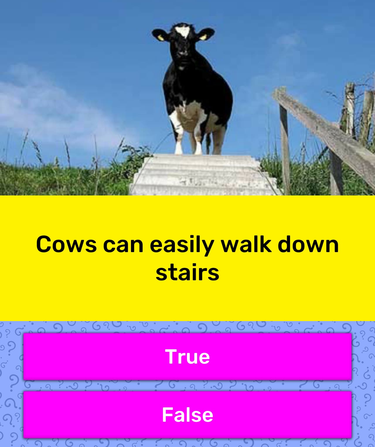 cows-can-easily-walk-down-stairs-trivia-answers-quizzclub