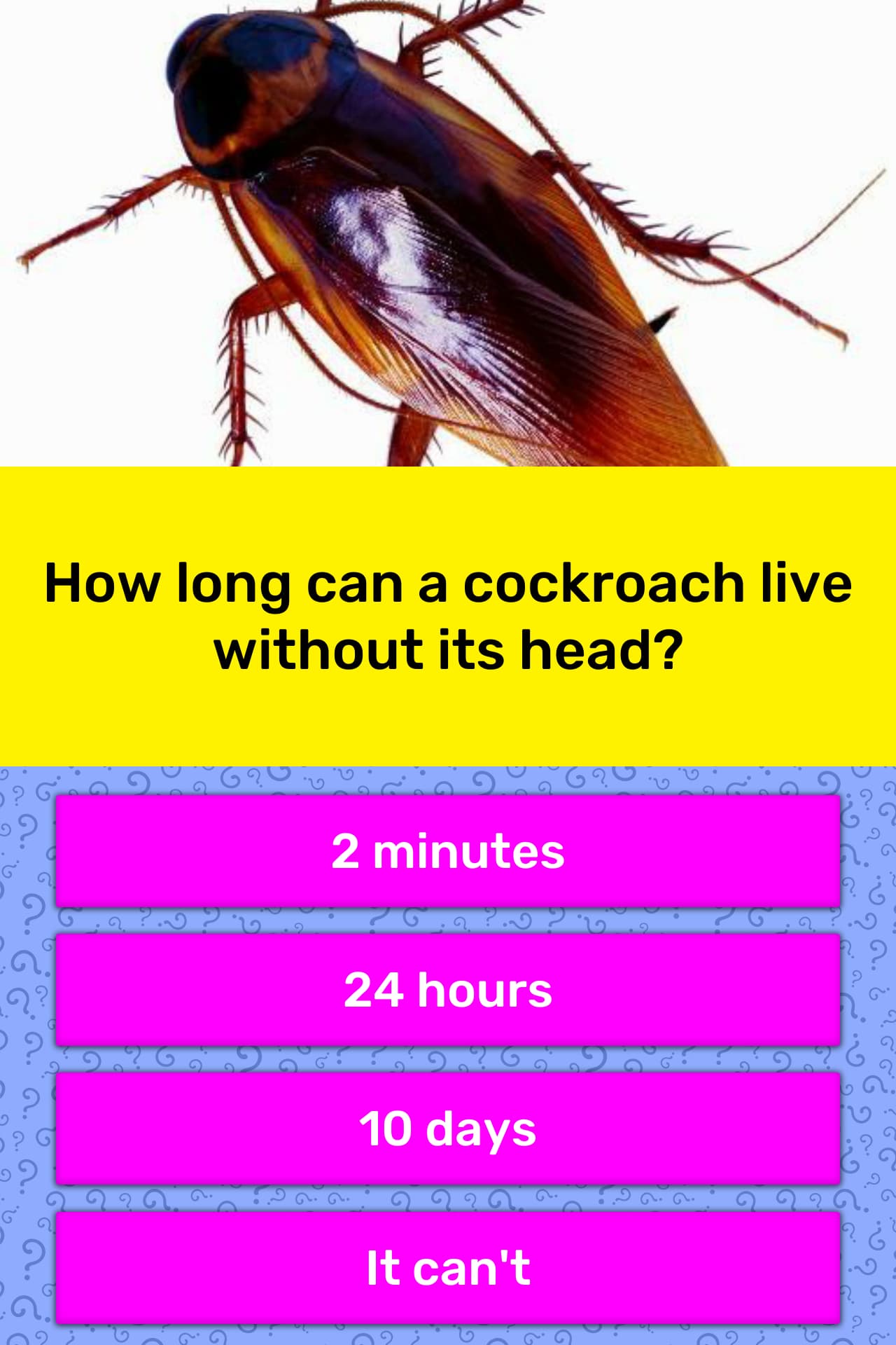 How long can a cockroach live... Trivia Questions