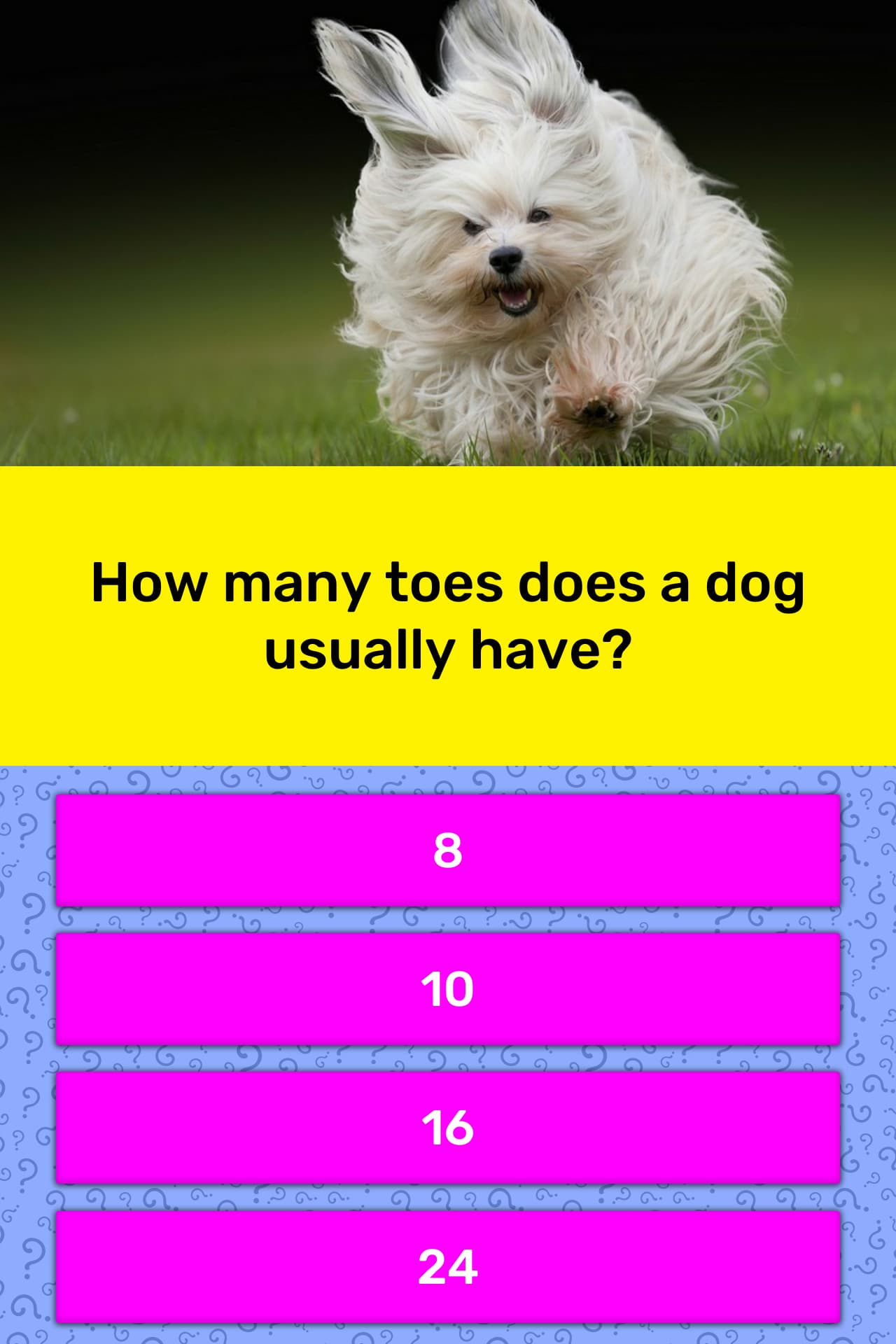 How many toes does a dog usually have? Trivia Answers