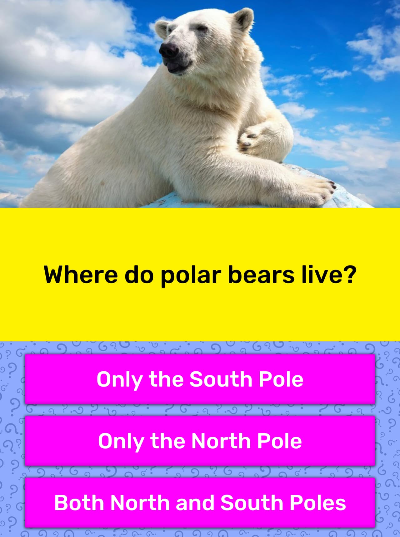 where-do-polar-bears-live-trivia-answers-quizzclub