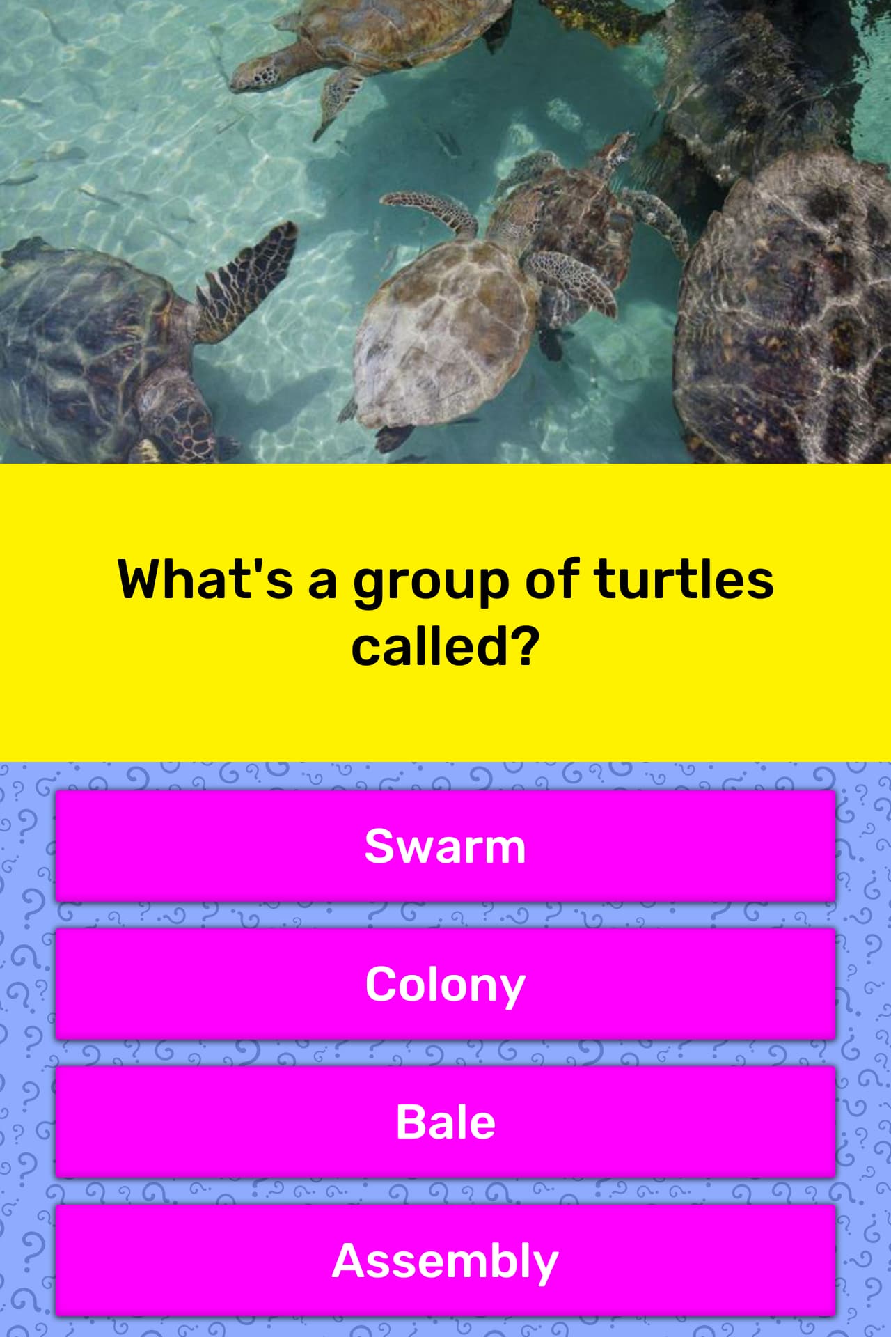 what-s-a-group-of-turtles-called-trivia-answers-quizzclub