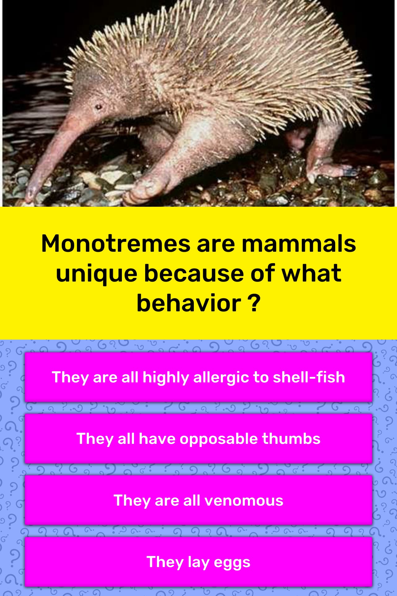 Monotremes are mammals unique... | Trivia Answers | QuizzClub