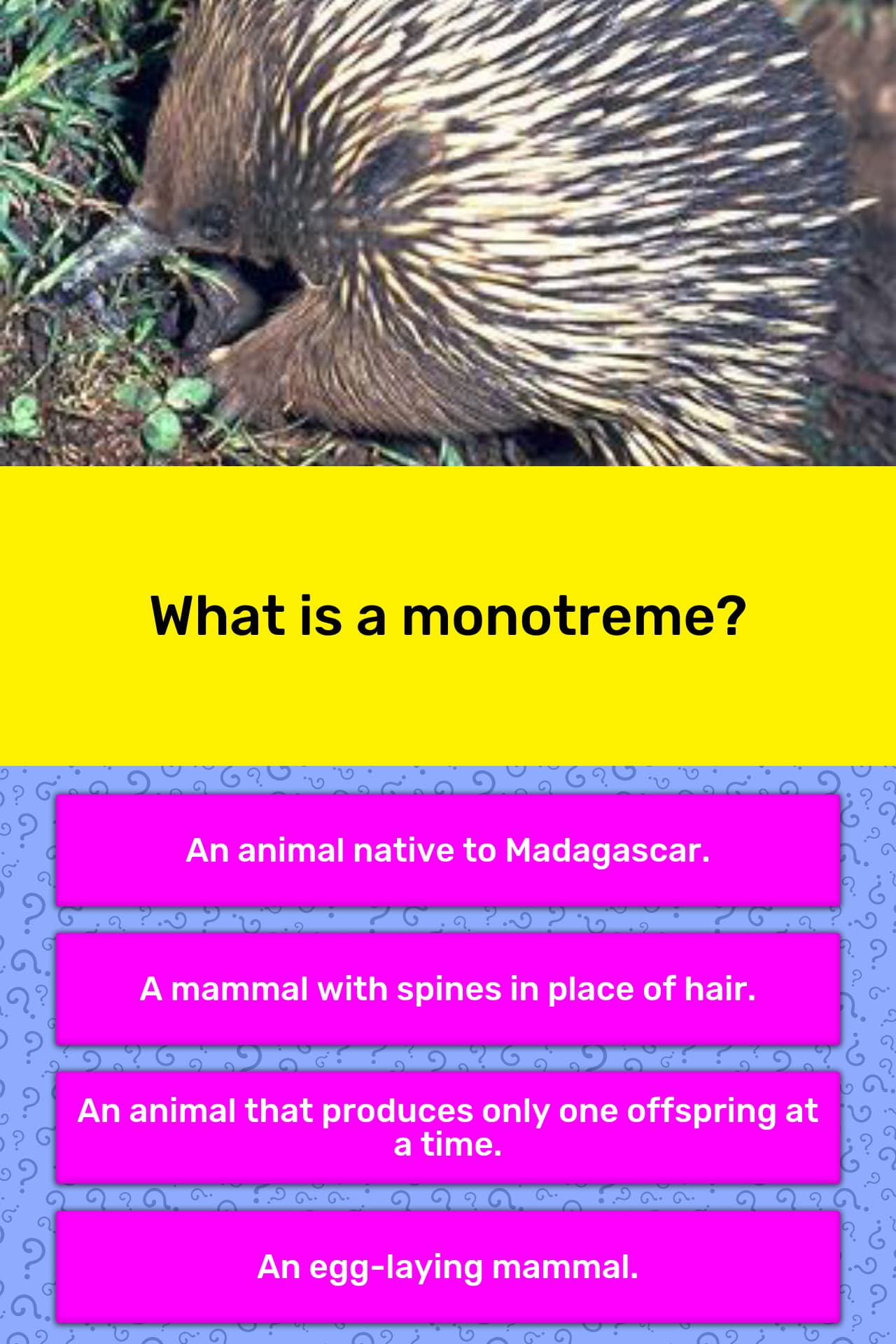 what-is-a-monotreme-trivia-answers-quizzclub