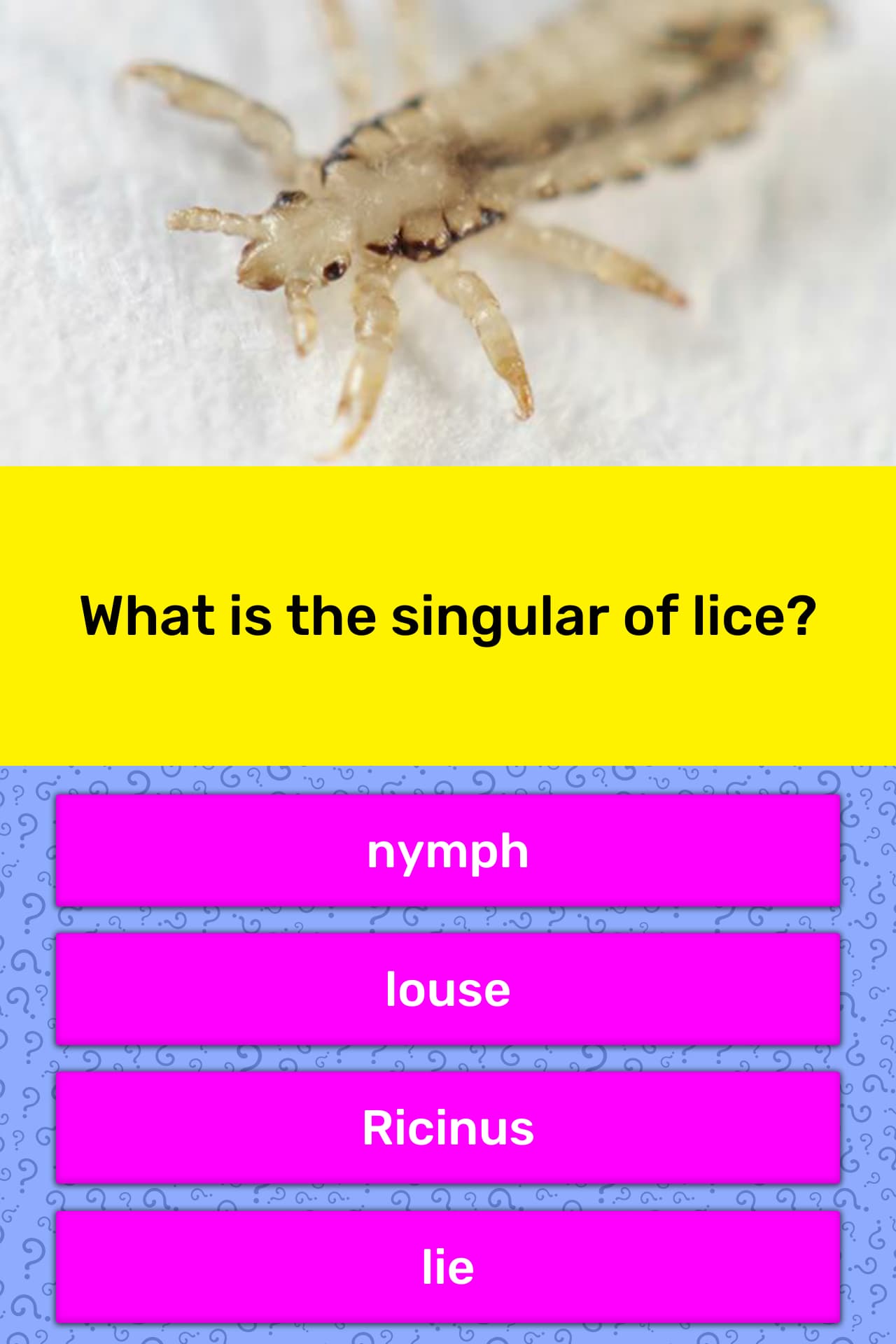 what-is-the-singular-of-lice-trivia-questions-quizzclub