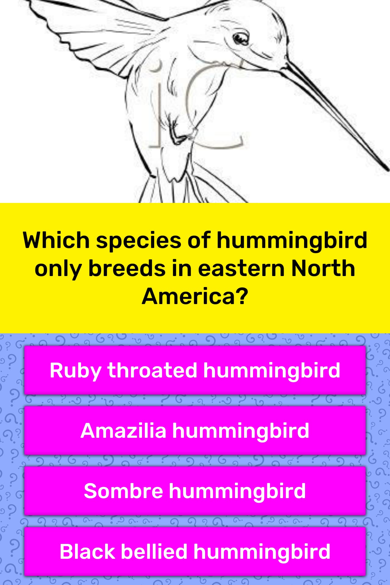 which-species-of-hummingbird-only-trivia-answers-quizzclub