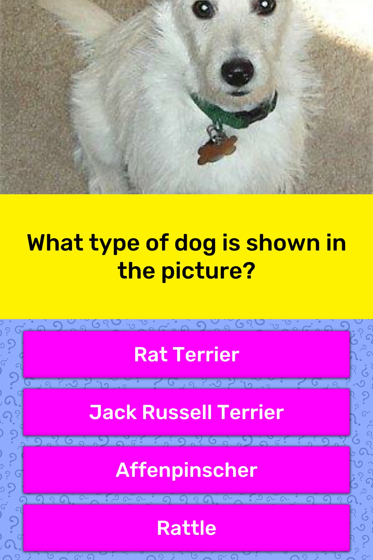 What type of dog is shown in the... | Trivia Questions | QuizzClub