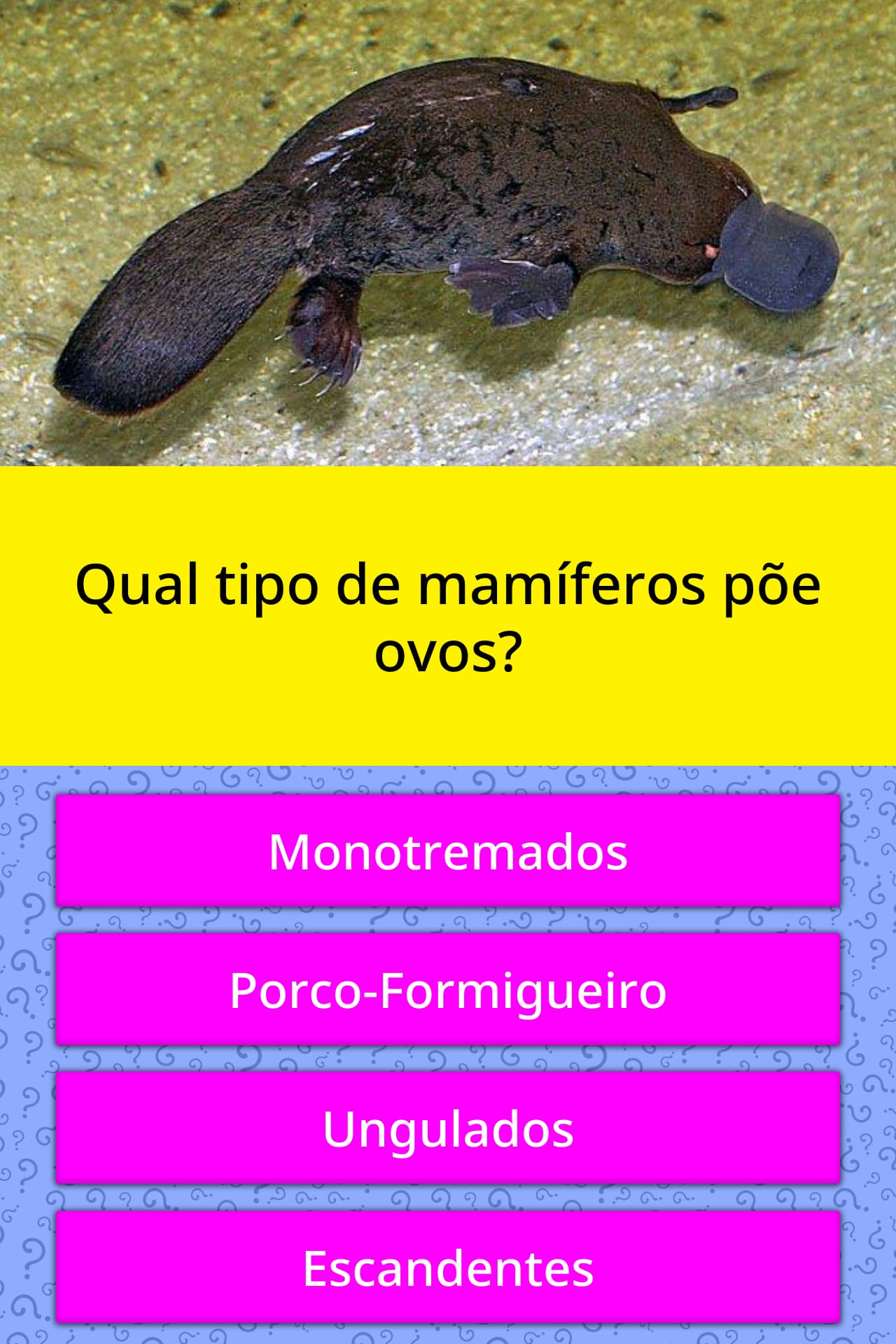 Como Se Chamam Os Mamíferos Que Poe Ovos