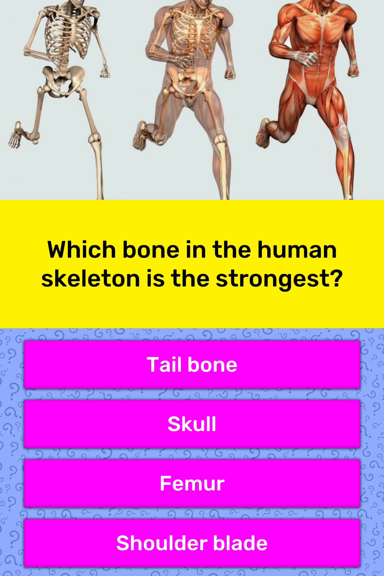 Which bone in the human skeleton is... | Trivia Questions | QuizzClub