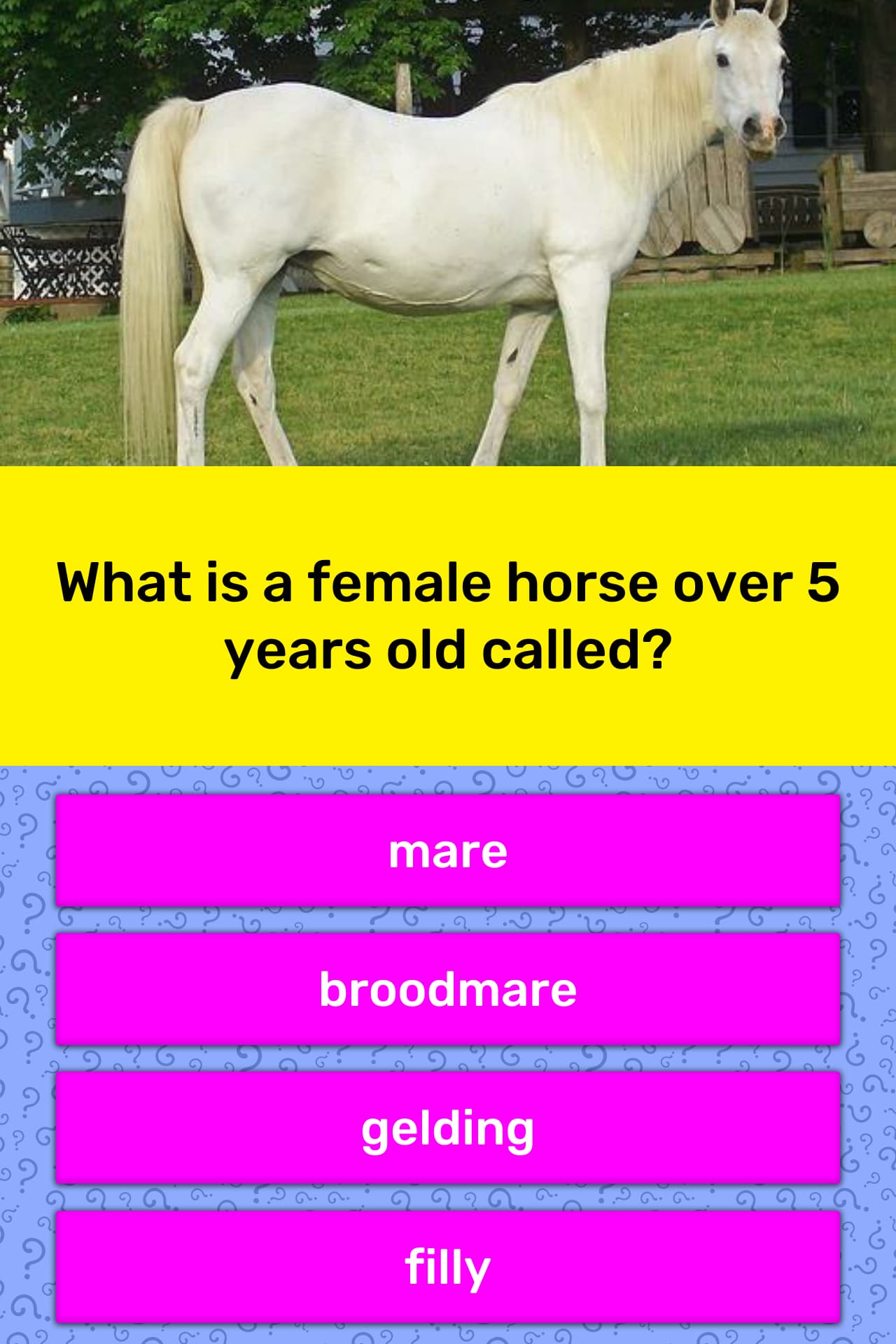 what-is-a-female-horse-over-5-years-trivia-answers-quizzclub