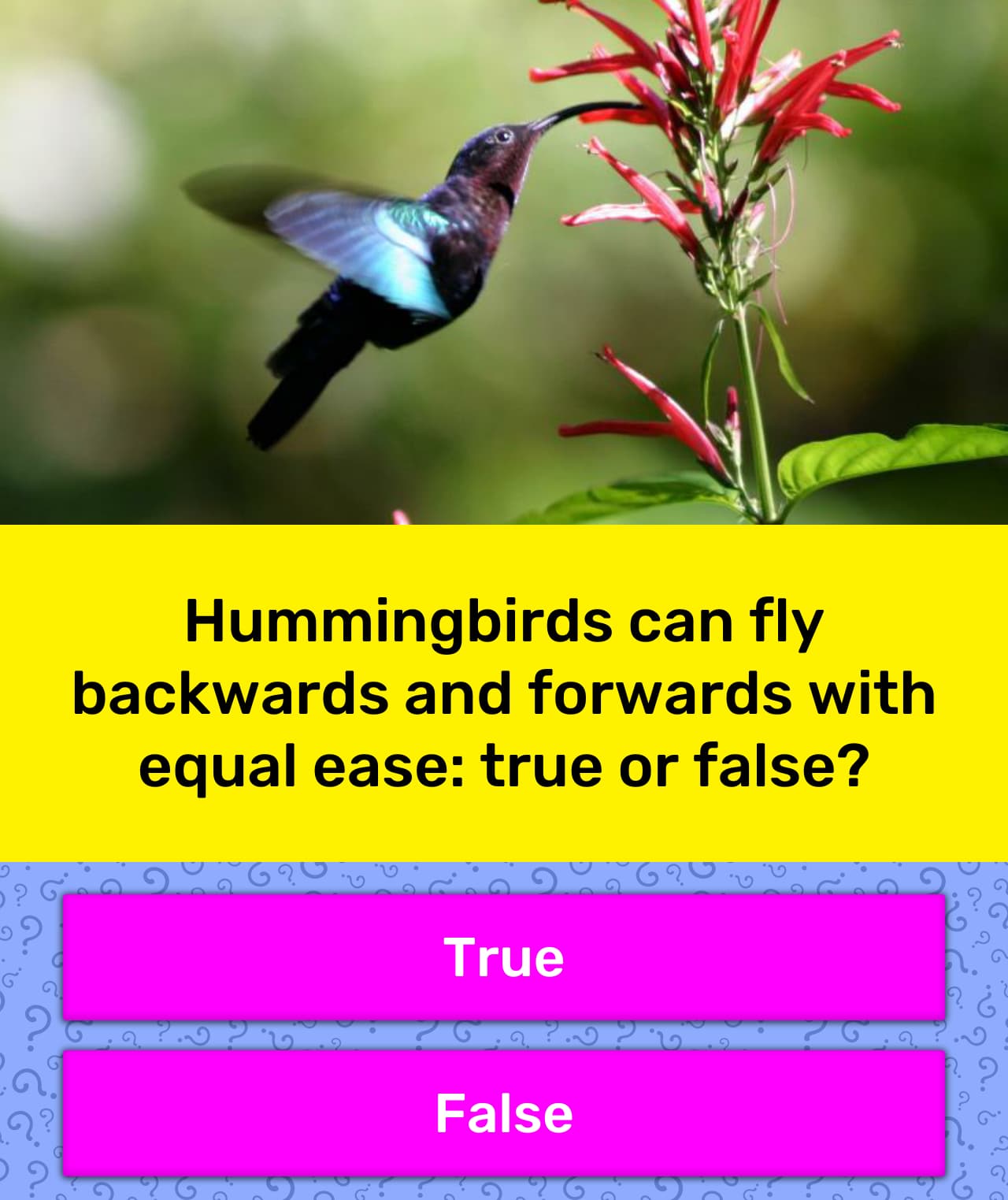 Hummingbirds can fly backwards and... Trivia Answers
