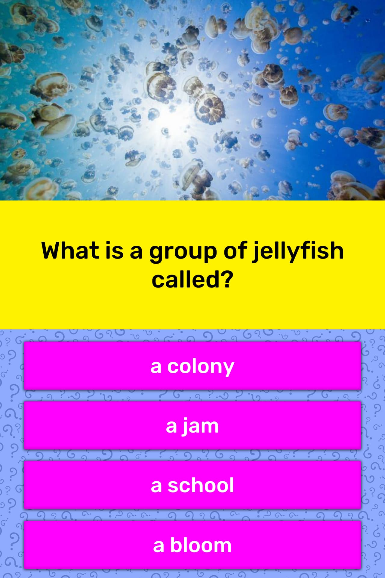 what-is-a-group-of-jellyfish-called-trivia-answers-quizzclub