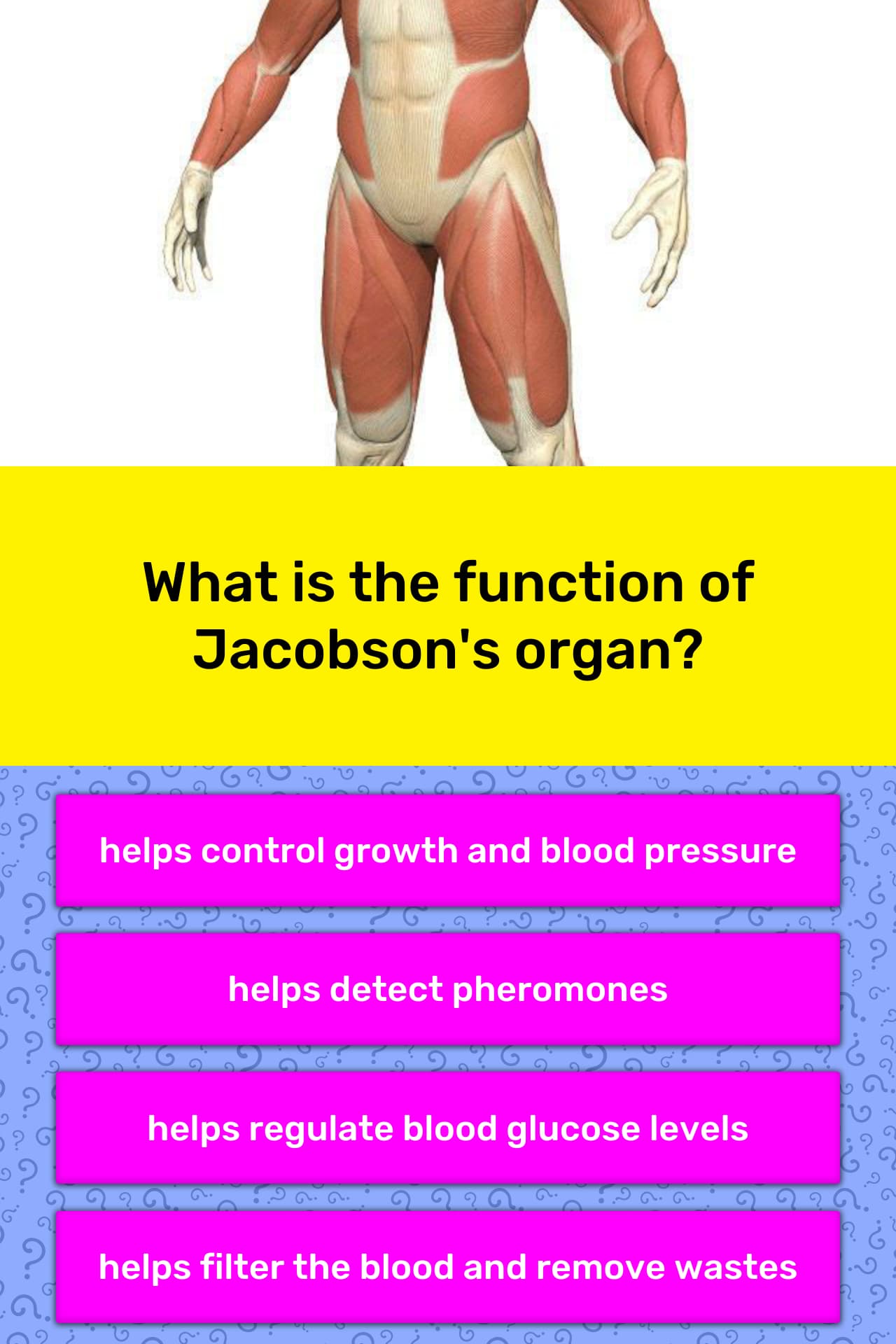 what-is-the-function-of-jacobson-s-trivia-answers-quizzclub