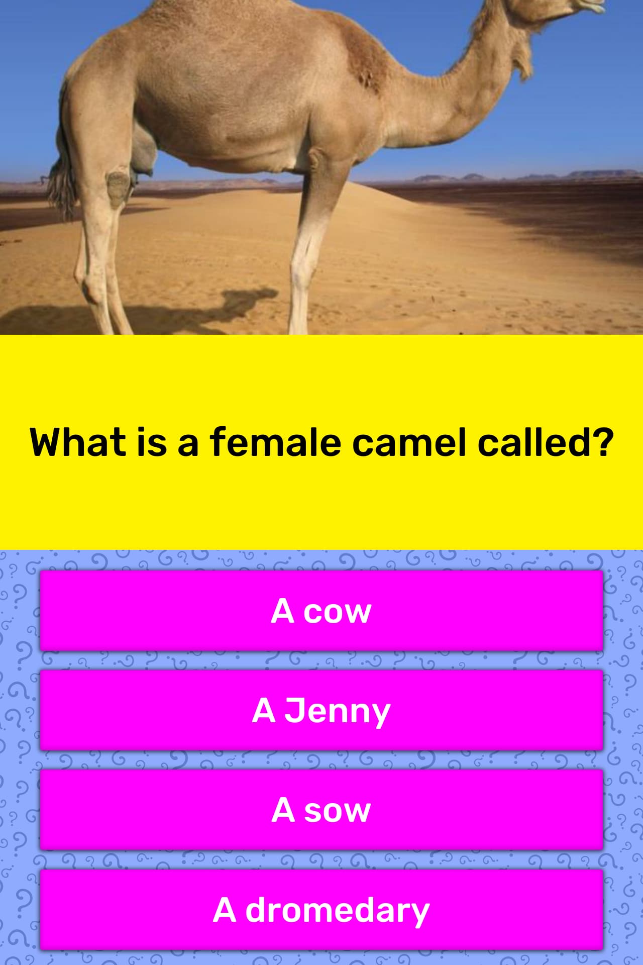 what-is-a-female-camel-called-trivia-answers-quizzclub