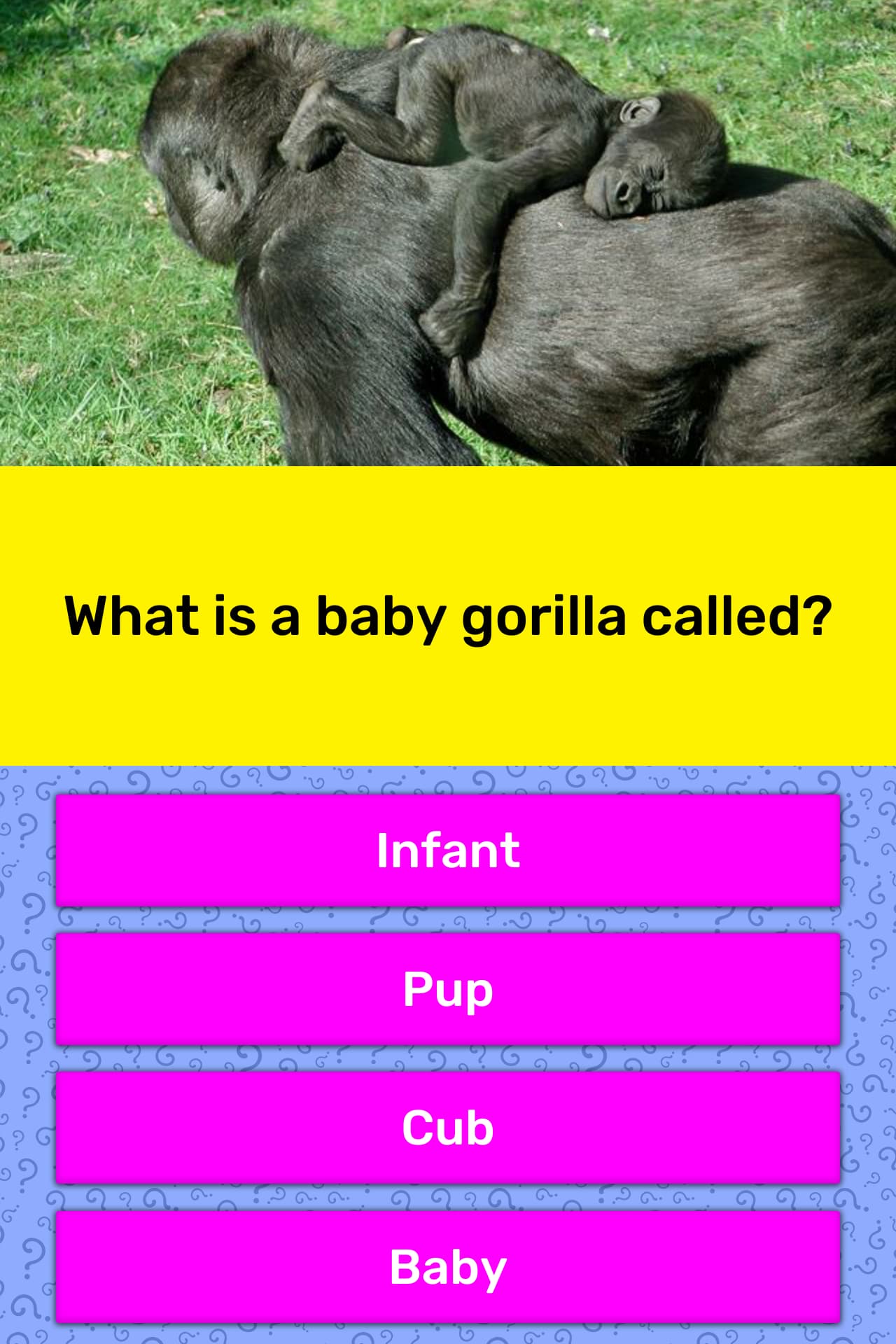 what-is-a-baby-gorilla-called-trivia-answers-quizzclub