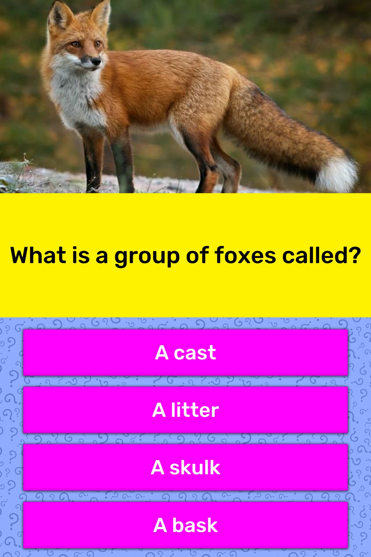 what-is-a-group-of-foxes-called-trivia-answers-quizzclub